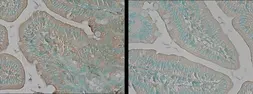 Anti-TNIK antibody used in IHC (Paraffin sections) (IHC-P). GTX13141